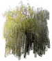 Ringleaf Willow